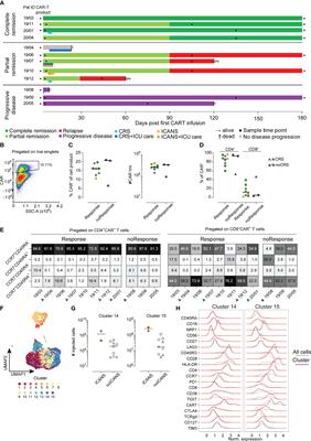 Brief research report: in-depth immunophenotyping reveals stability of CD19 CAR T-cells over time